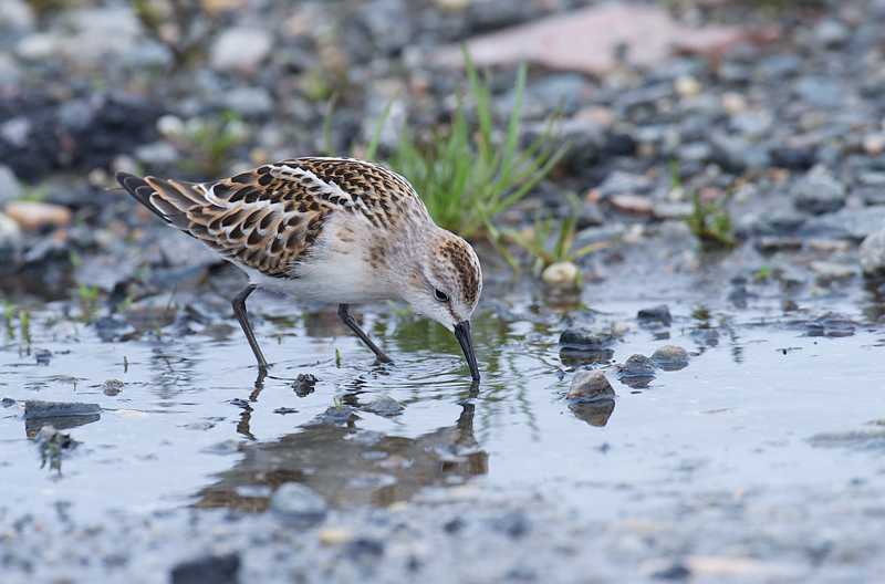 Dvergsnipe - Little stint (Calidris minuta) .jpg